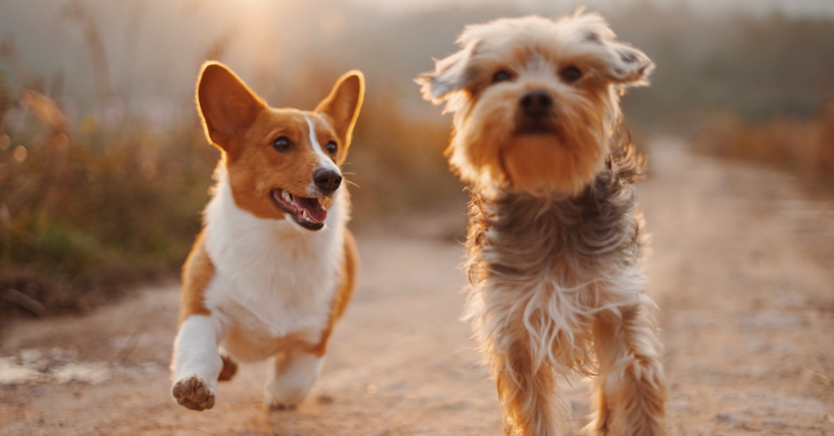 Two puppies playing and nipping each other outdoors