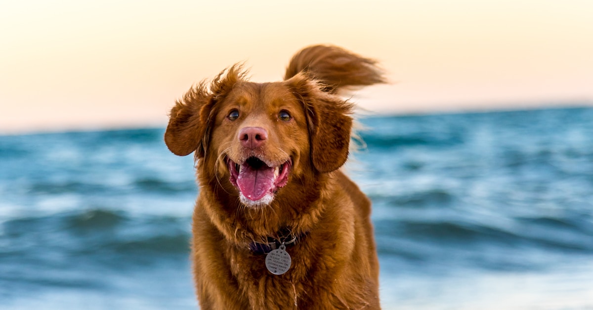 Chien adulte allongé sur un canapé regardant vers la caméra
