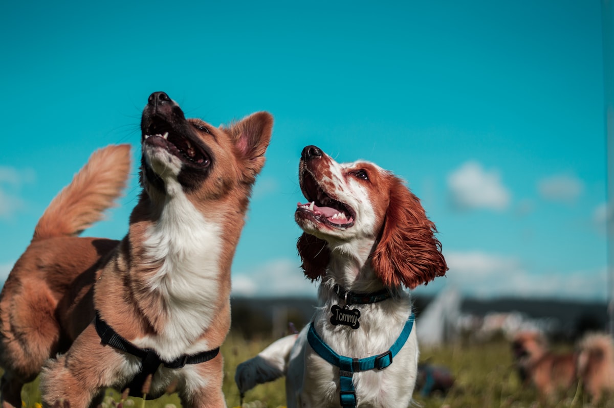 Deux chiens jouant ensemble dans l'herbe, l'un dans une position de play bow