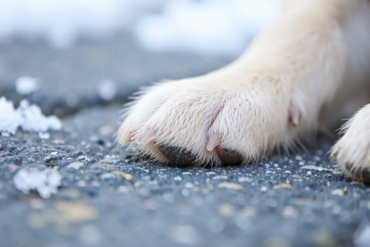 Gros plan sur la patte d'un chiot posée sur le sol froid en hiver.
