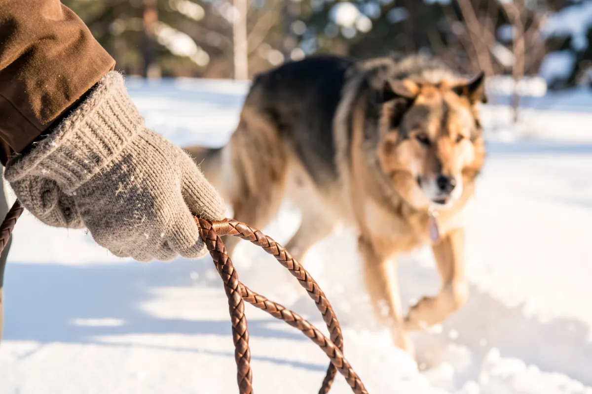 Les mains d'un maître tenant une laisse lors d'une promenade hivernale avec son chien.
