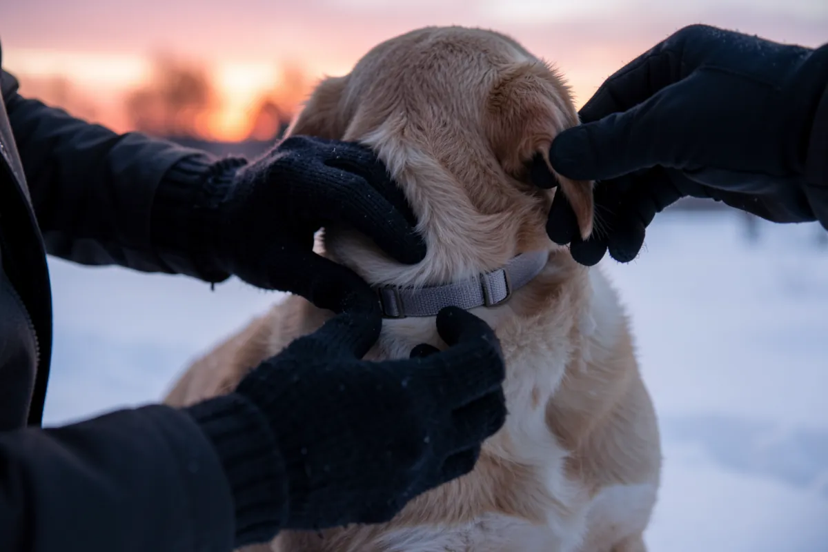 Les mains d'un éducateur ajustant avec précaution un collier sur le cou d'un petit chien.