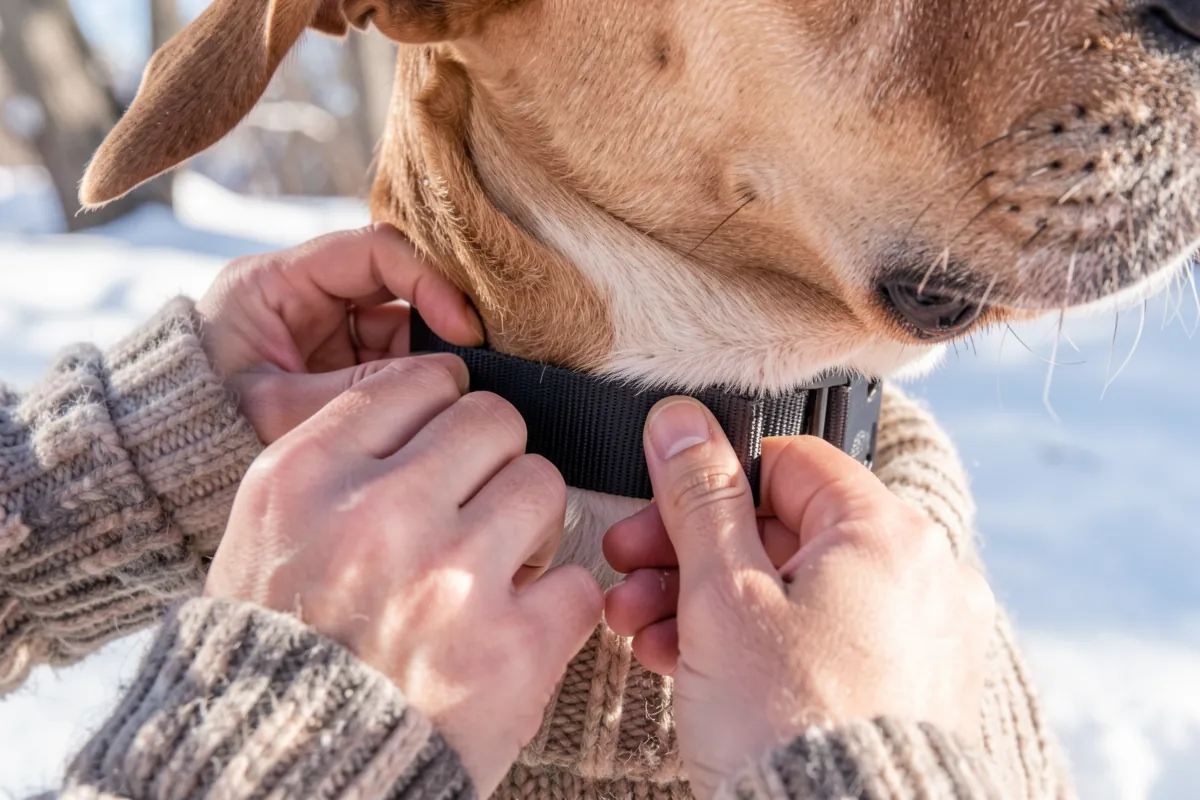 Vérification manuelle de l'ajustement du collier autour du cou d'un chien.